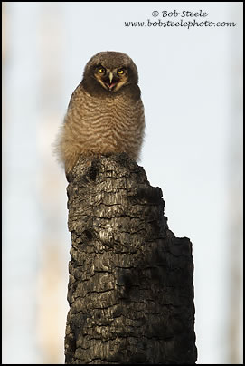 Northern Hawk Owl (Surnia ulula)