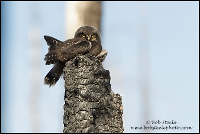 Northern Hawk Owl (Surnia ulula)