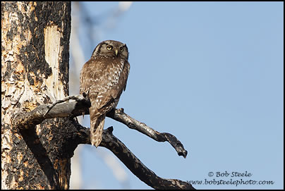 Northern Hawk Owl (Surnia ulula)