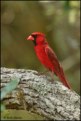 Northern Cardinal (Cardinalis cardinalis)
