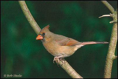 Northern Cardinal (Cardinalis cardinalis)
