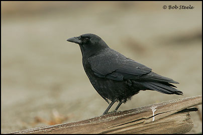 Northwestern Crow (Corvus caurinus)