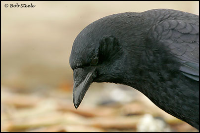 Northwestern Crow (Corvus caurinus)