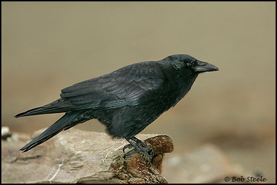 Northwestern Crow (Corvus caurinus)