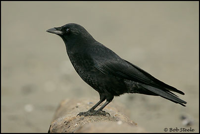 Northwestern Crow (Corvus caurinus)