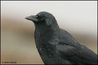 Northwestern Crow (Corvus caurinus)