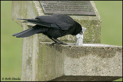 Northwestern Crow (Corvus caurinus)
