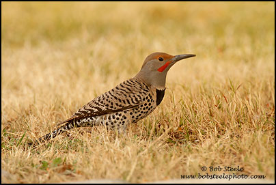 Northern Flicker (Colaptes auratus)
