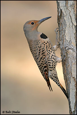 Northern Flicker (Colaptes auratus)