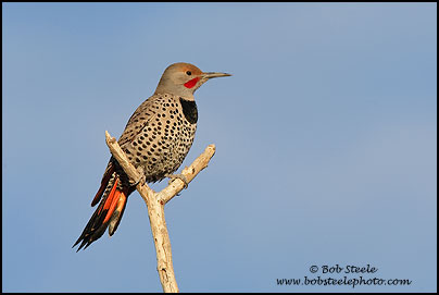 Northern Flicker (Colaptes auratus)