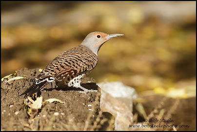 Northern Flicker (Colaptes auratus)