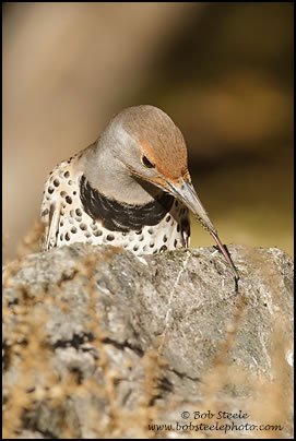 Northern Flicker (Colaptes auratus)