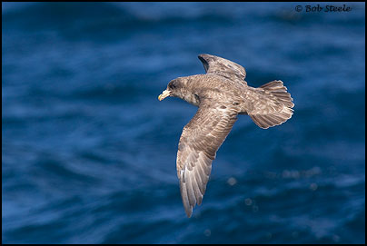 Northern Fulmar (Fulmarus glacialis)