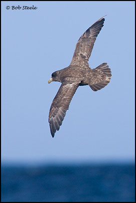 Northern Fulmar (Fulmarus glacialis)