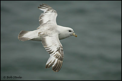 Northern Fulmar (Fulmarus glacialis)