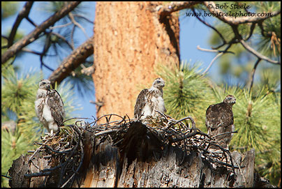 Northern Goshawk (Accipiter gentilis)