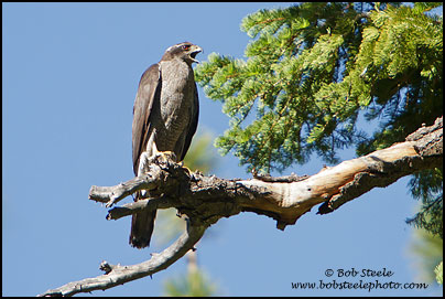 Northern Goshawk (Accipiter gentilis)