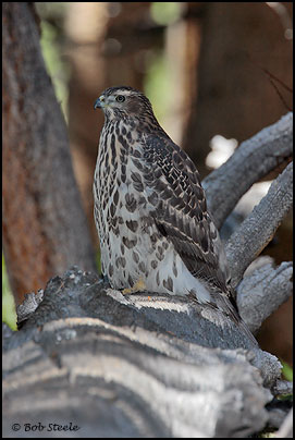 Northern Goshawk (Accipiter gentilis)