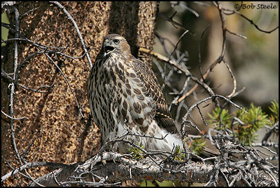 Northern Goshawk (Accipiter gentilis)