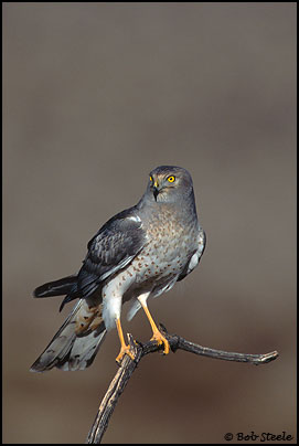 Northern Harrier (Circus cyaneus)