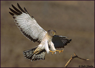 Northern Harrier (Circus cyaneus)