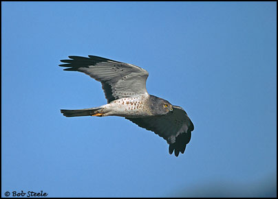 Northern Harrier (Circus cyaneus)