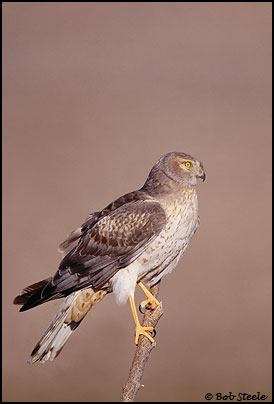 Northern Harrier (Circus cyaneus)