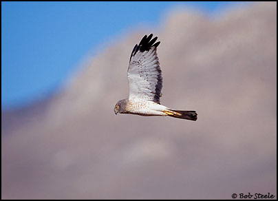 Northern Harrier (Circus cyaneus)