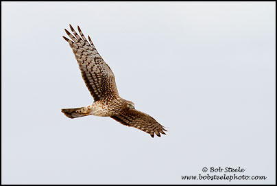 Northern Harrier (Circus cyaneus)