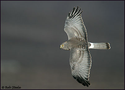 Northern Harrier (Circus cyaneus)
