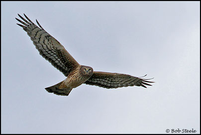 Northern Harrier (Circus cyaneus)