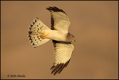 Northern Harrier (Circus cyaneus)