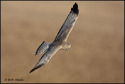 Northern Harrier (Circus cyaneus)