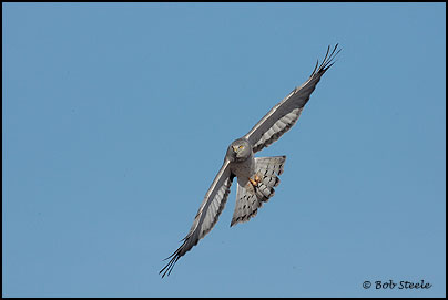 Northern Harrier (Circus cyaneus)