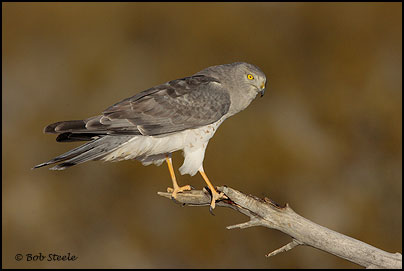 Northern Harrier (Circus cyaneus)