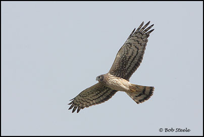 Northern Harrier (Circus cyaneus)