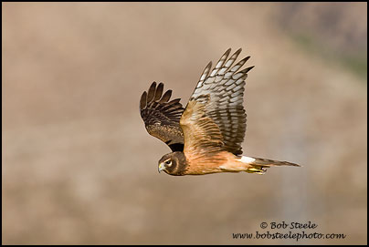 Northern Harrier (Circus cyaneus)