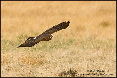 Northern Harrier (Circus cyaneus)