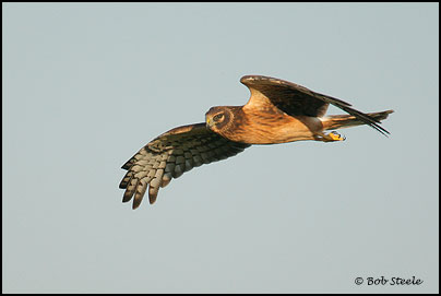 Northern Harrier (Circus cyaneus)