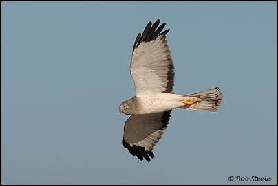 Northern Harrier (Circus cyaneus)