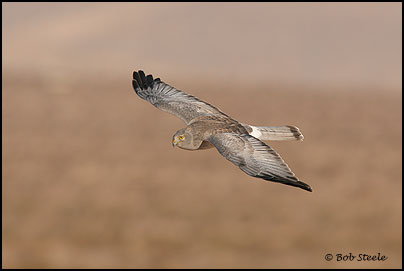 Northern Harrier (Circus cyaneus)