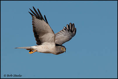 Northern Harrier (Circus cyaneus)