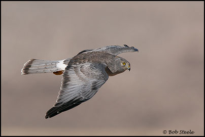 Northern Harrier (Circus cyaneus)
