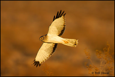 Northern Harrier (Circus cyaneus)