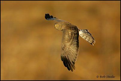 Northern Harrier (Circus cyaneus)