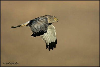 Northern Harrier (Circus cyaneus)