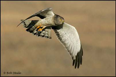 Northern Harrier (Circus cyaneus)