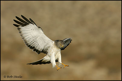 Northern Harrier (Circus cyaneus)