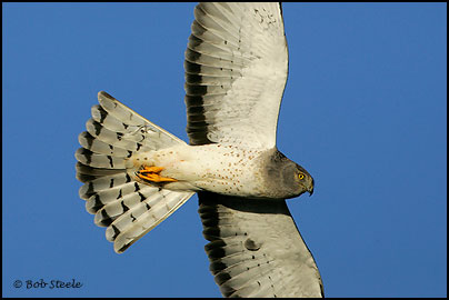 Northern Harrier (Circus cyaneus)