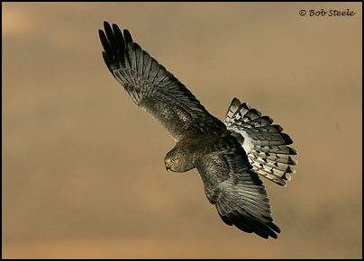 Northern Harrier (Circus cyaneus)